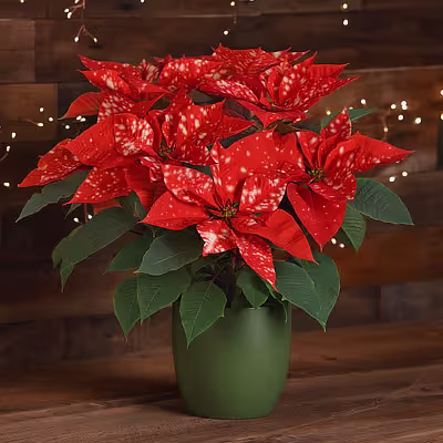 poinsettias photo