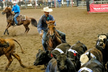 Team Cattle Penning Championships