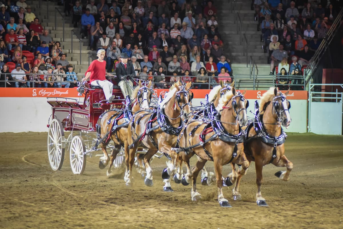 Calgary Stampede Heavy Horse Show | Calgary Stampede