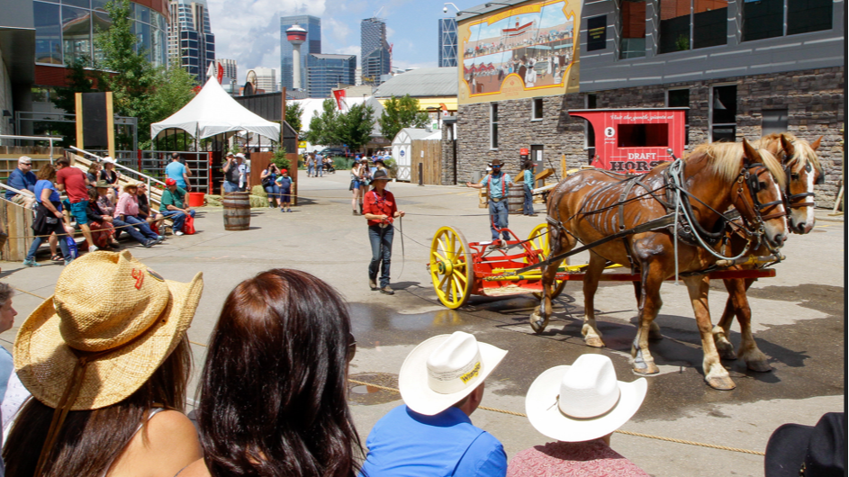 draft horse demo