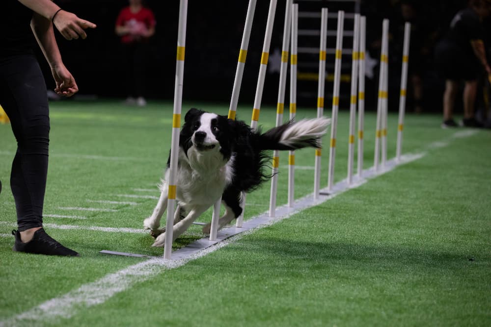 corgi puppy stampede