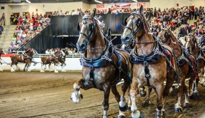 Heavy Horse Show