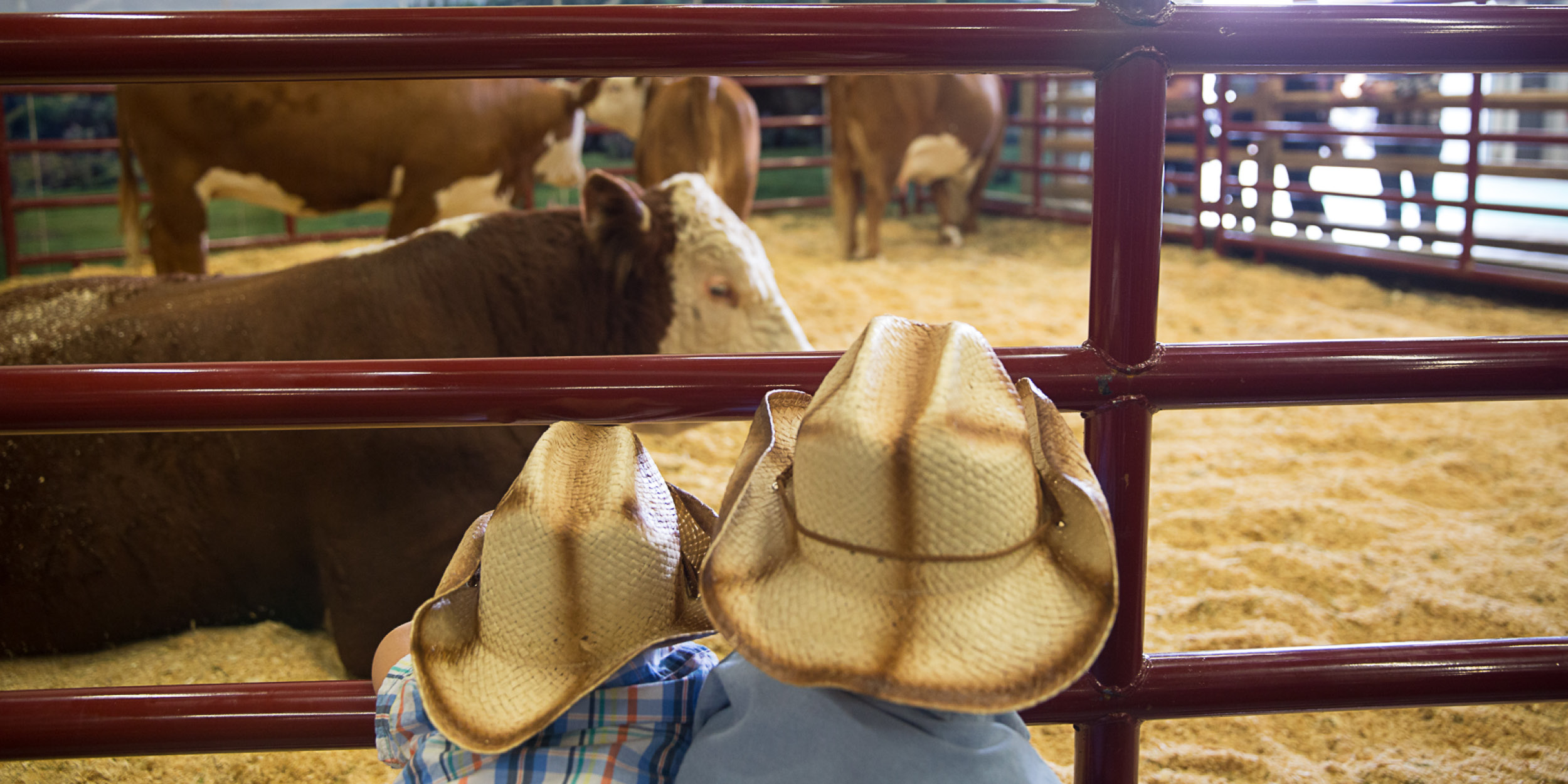 Calgary Stampede Schedule