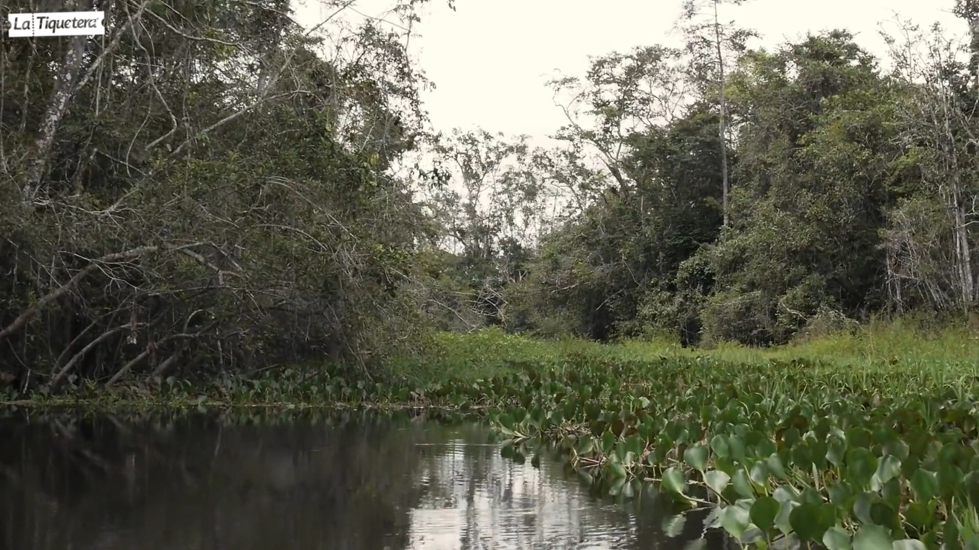 Manglar