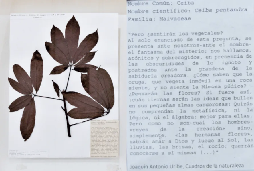 ceiba-min