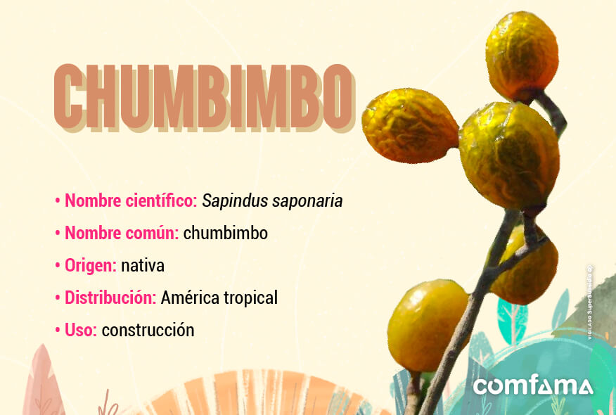Chumbimbo