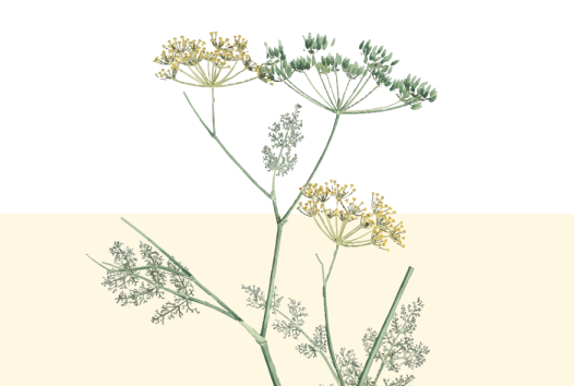 Plenarios-red-de-amor