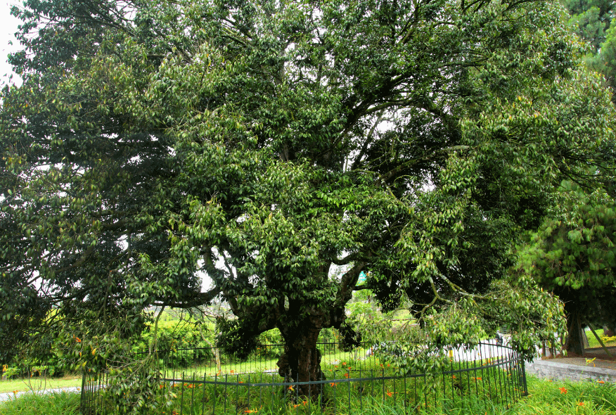 Árbol raro