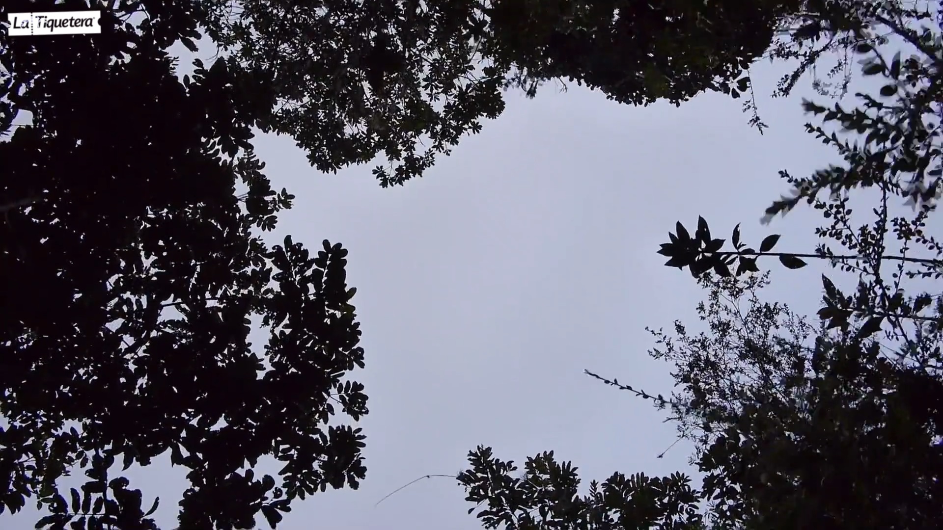 Árboles