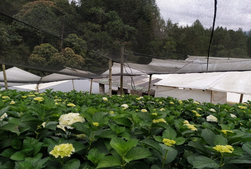 Hortensias de todos los colores en el Oriente antioqueño