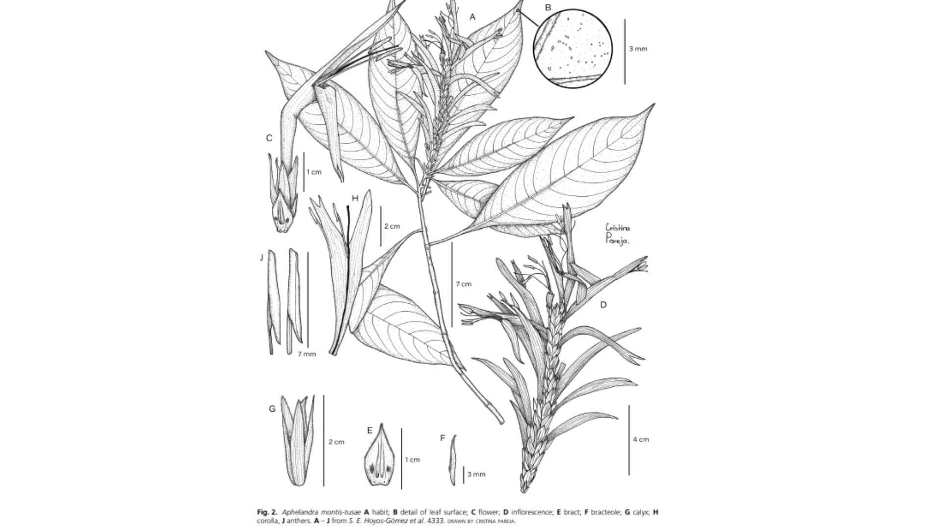 ilustracion-planta