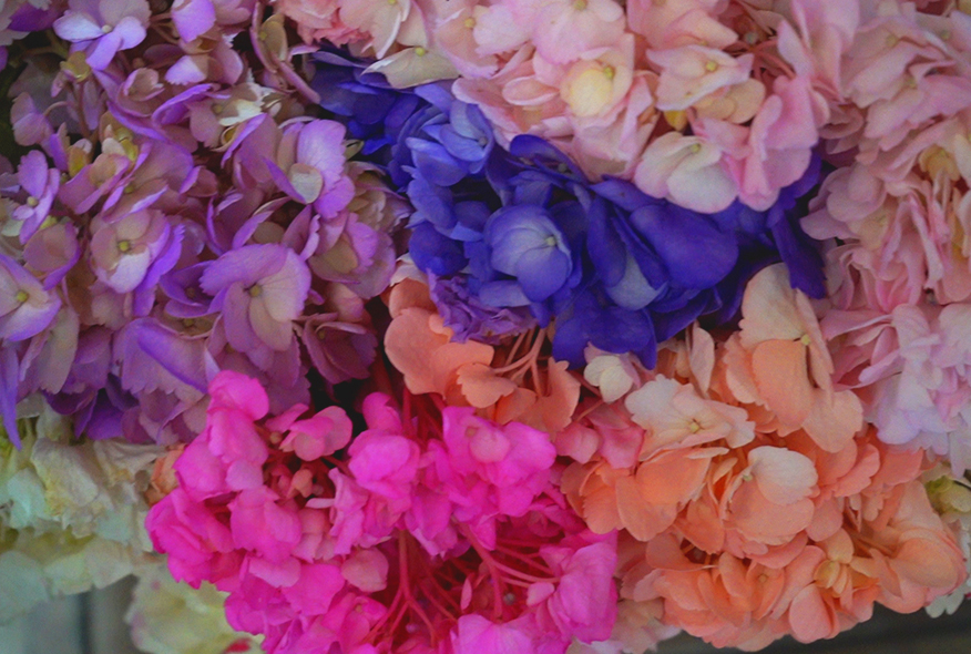 Hortensias de todos los colores en el Oriente antioqueño