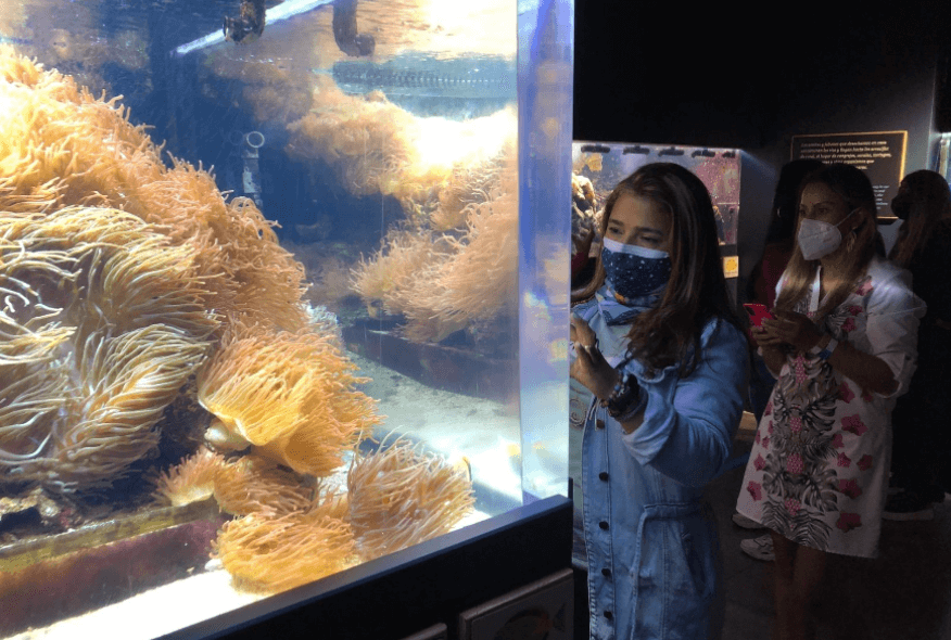 Una organización de tribus, además de equipos