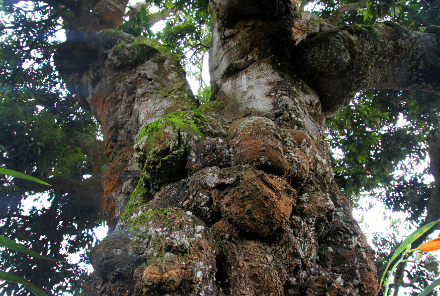 Árbol raro2