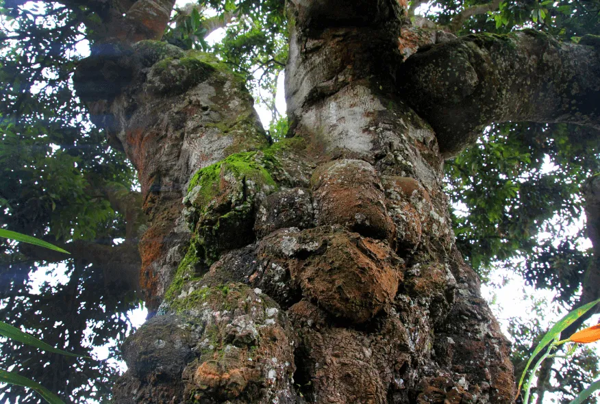 Árbol raro2