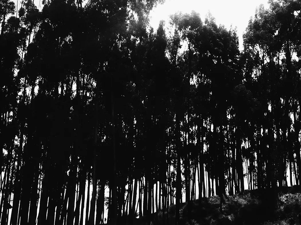 medellin_a_solas_dias_enrarecidos_4