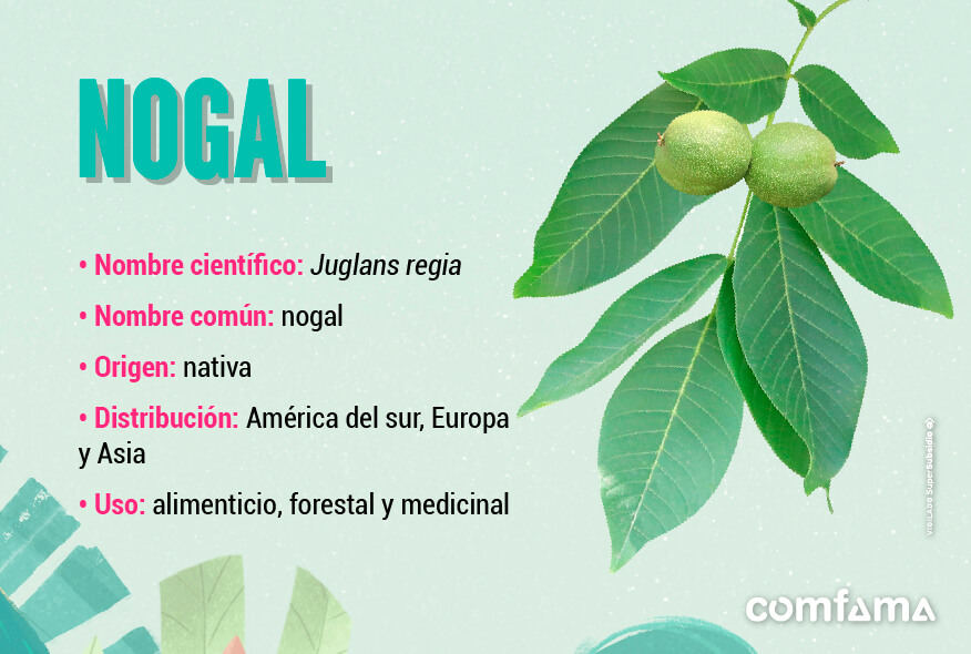 Nogal