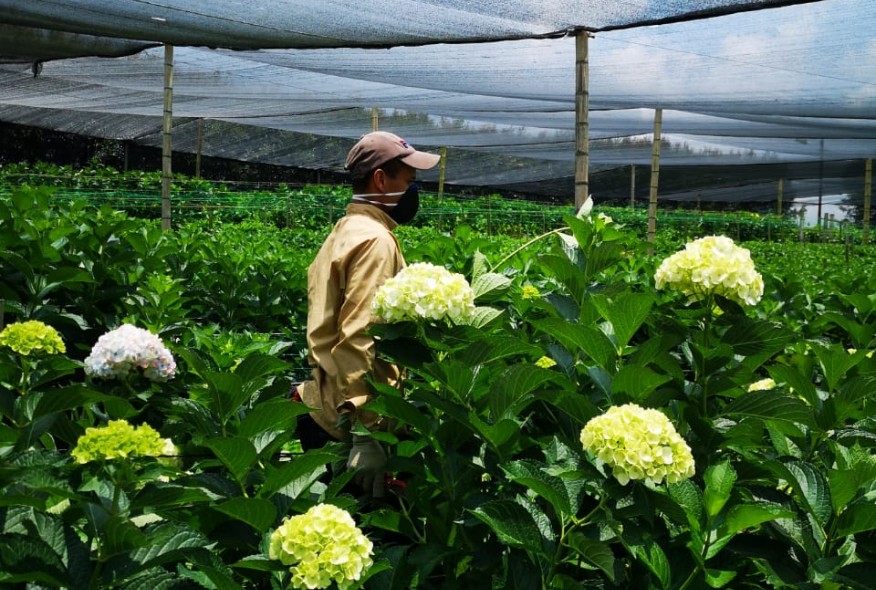 La María Flowers: florecer con el crédito agro de Comfama y Agricapital