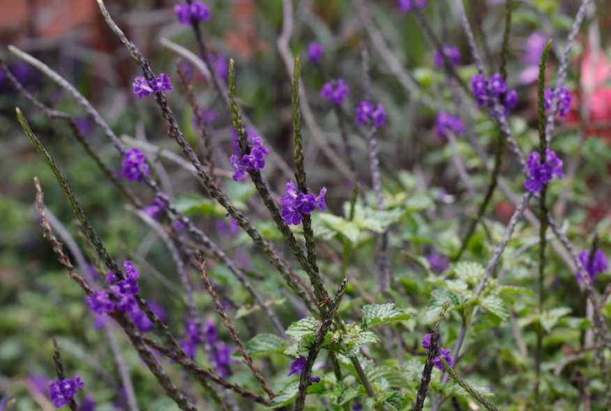 la_ceja_flores