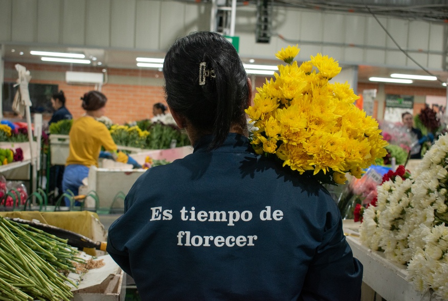 portada-flores-isabelita