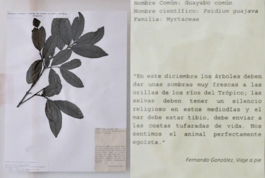 guayabo-min