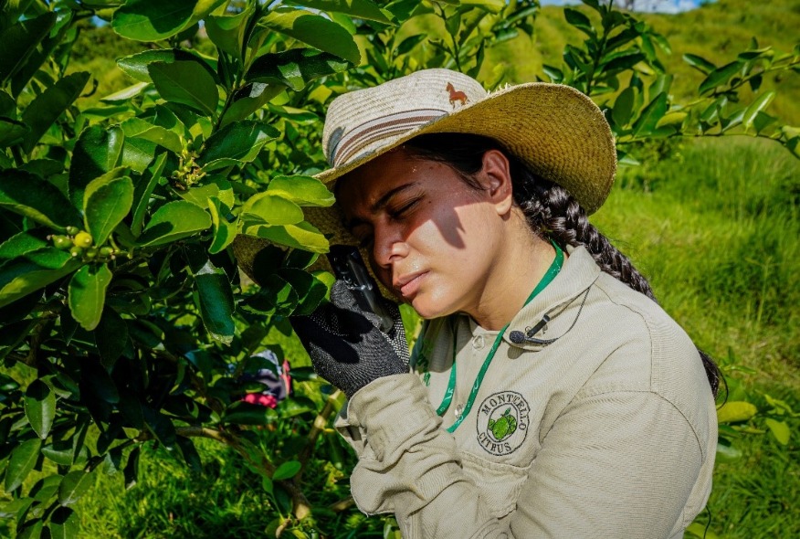 portada-persian-lime