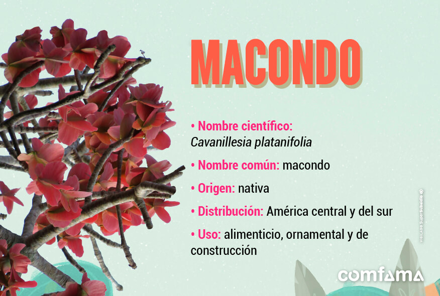 Macondo