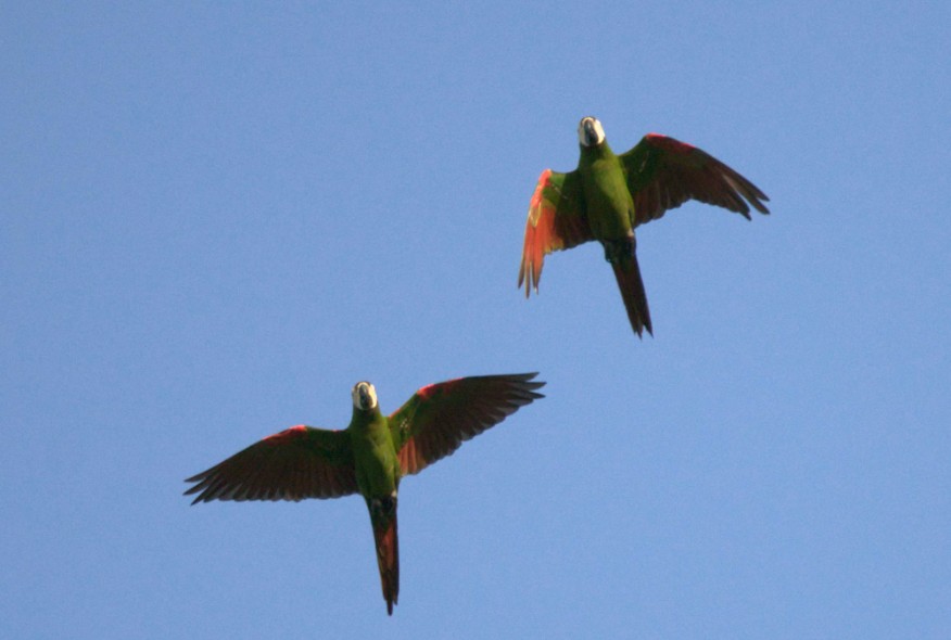 Aves que habitan los Parques Comfama