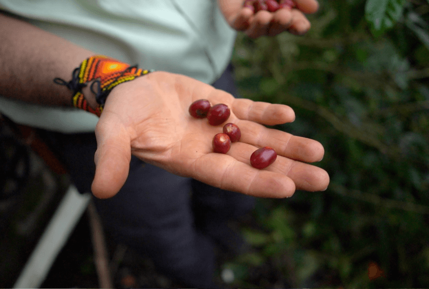 Plataforma Agronegocios
