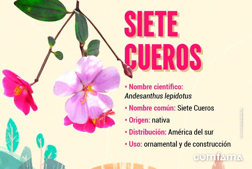 Siete cueros