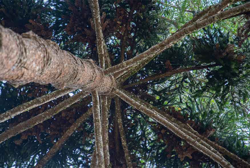 Árbol araucaria visto dede abajo > Feliz día del árbol