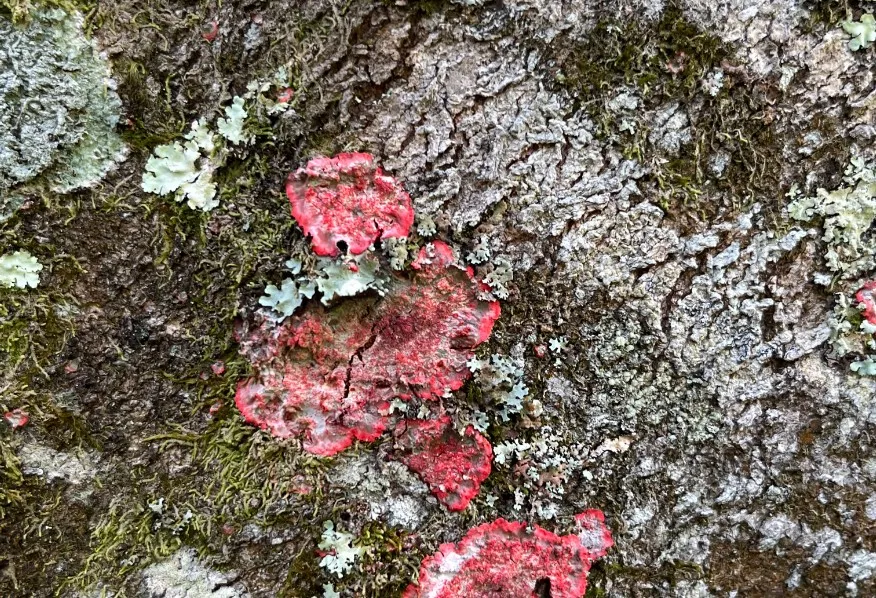 texturas-parque-comfama-la-estrella-2