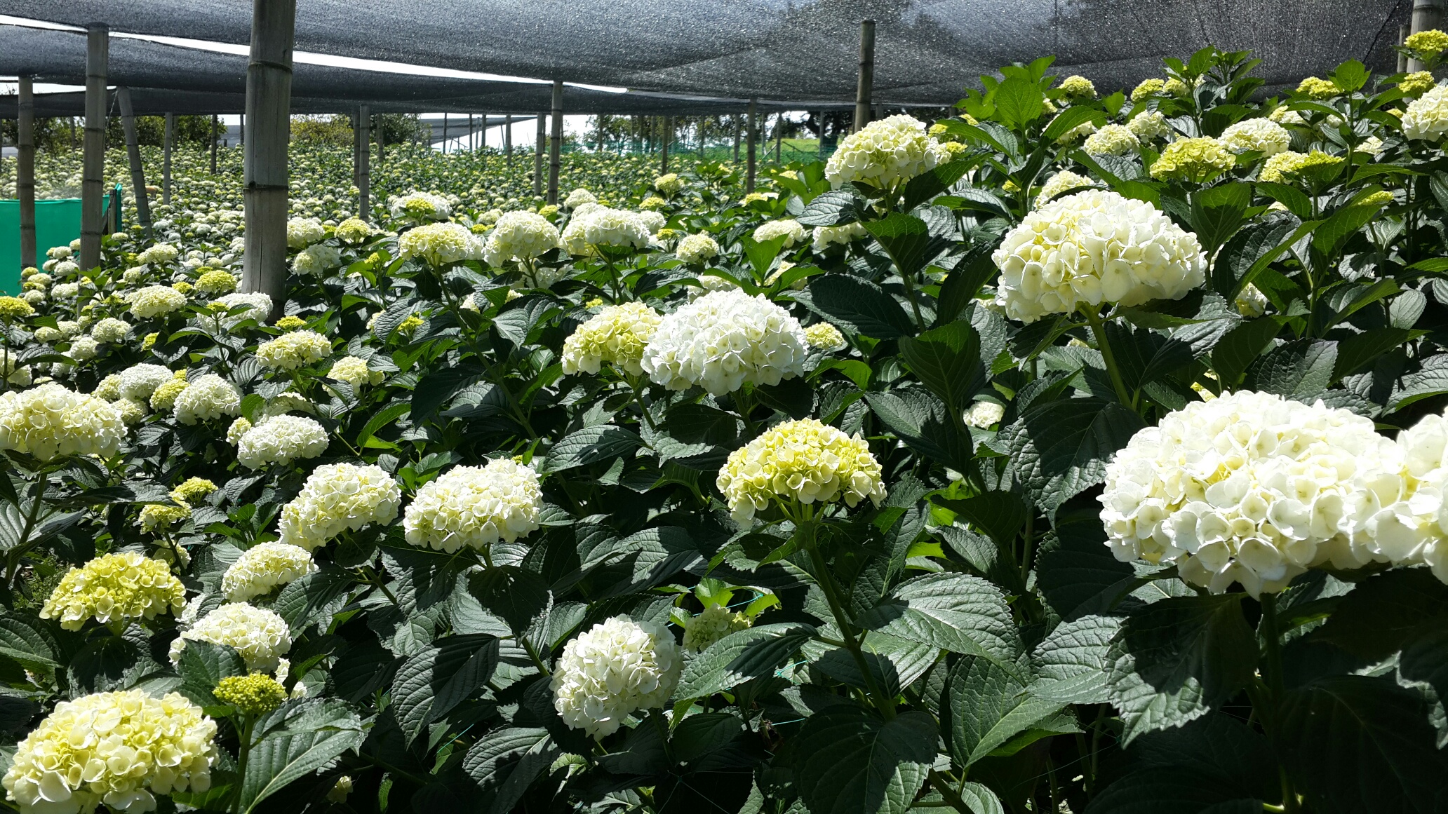 La María Flowers: florecer con el crédito agro de Comfama y Agricapital