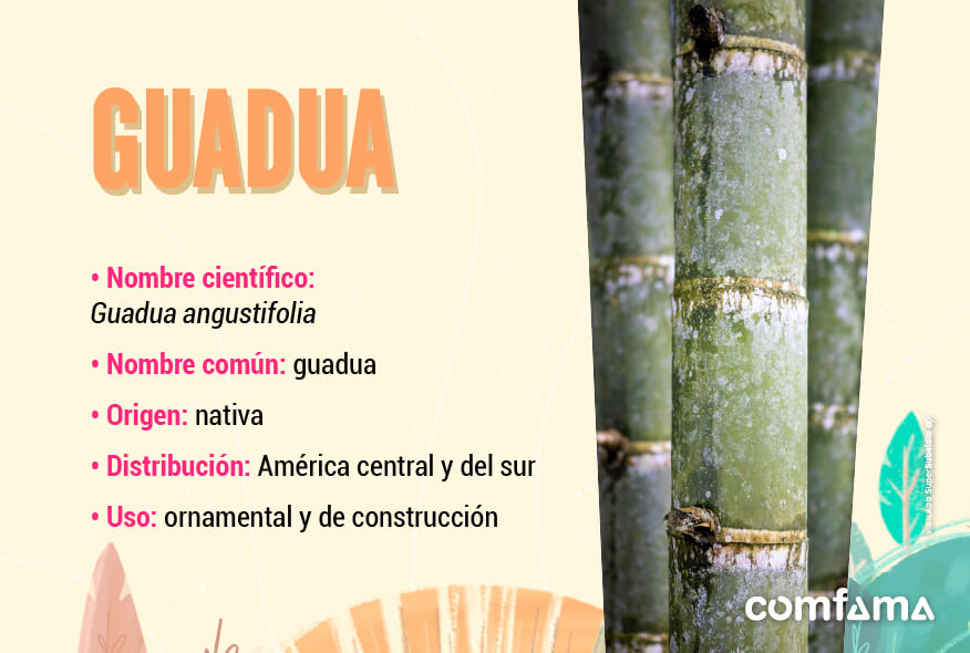 Guadua