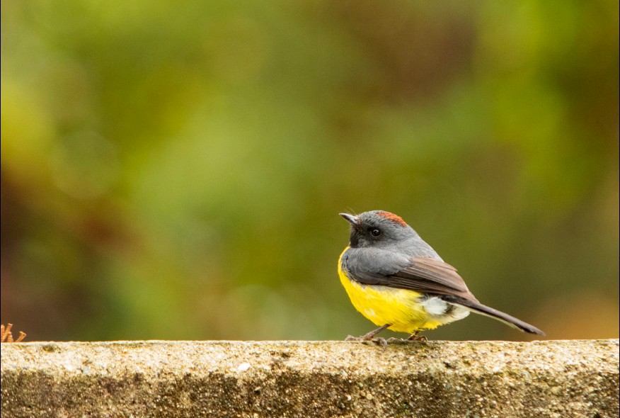 viajes-comfama-pajareros-medellin-4