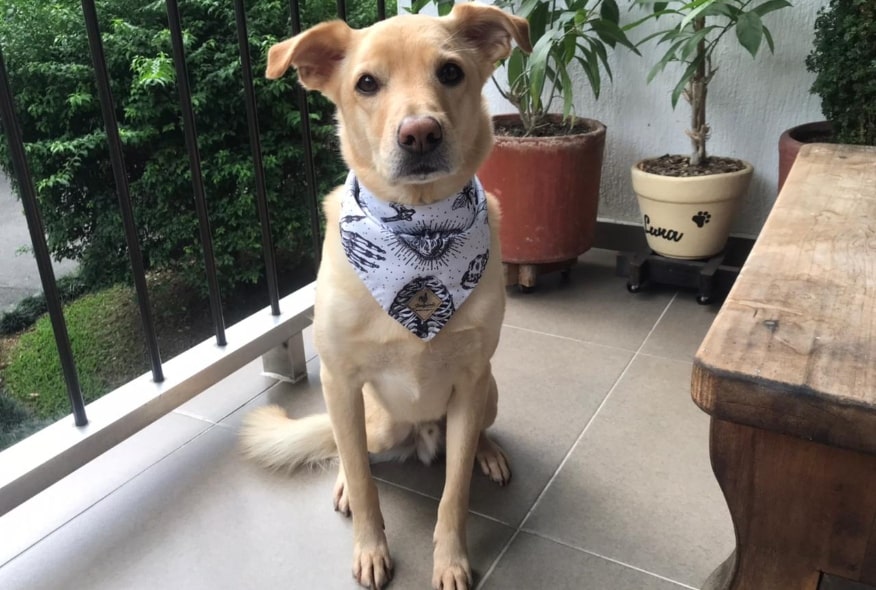 Mascotas y salud mental