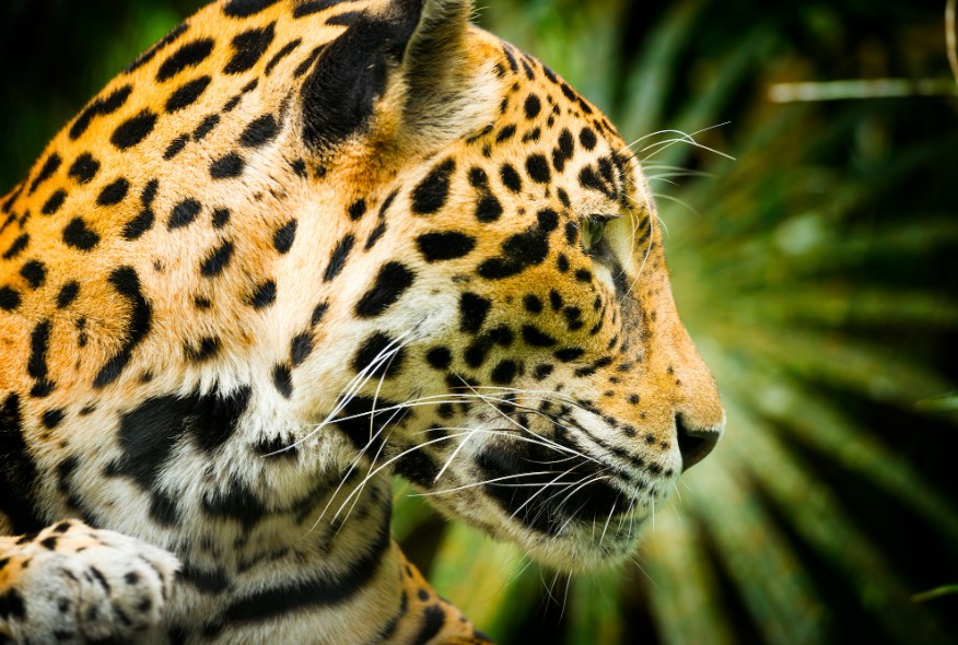 El jaguar: hijo del Sol y la Luna