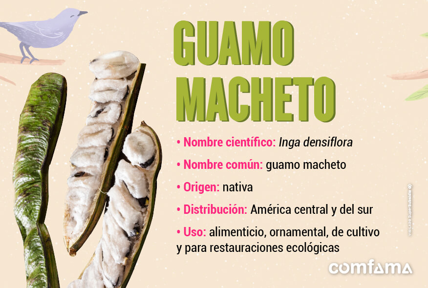 Guamo macheto