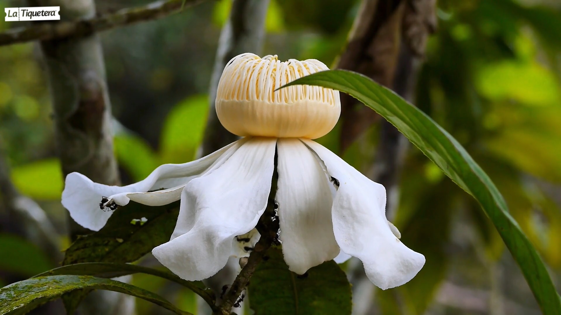 Flor