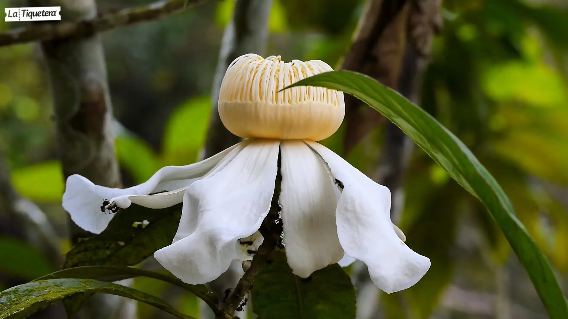 Flor
