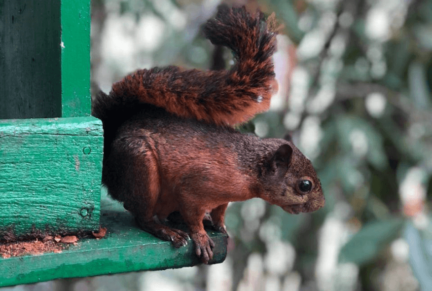 ¿Qué especies habitan el Parque?