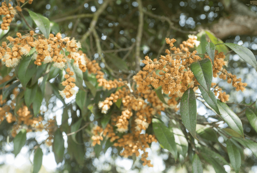 Árbol raro3