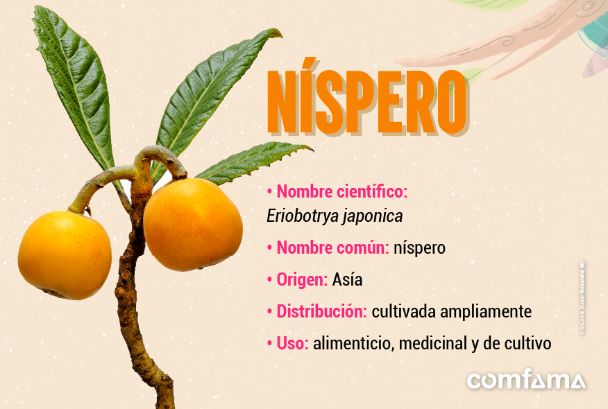 Níspero