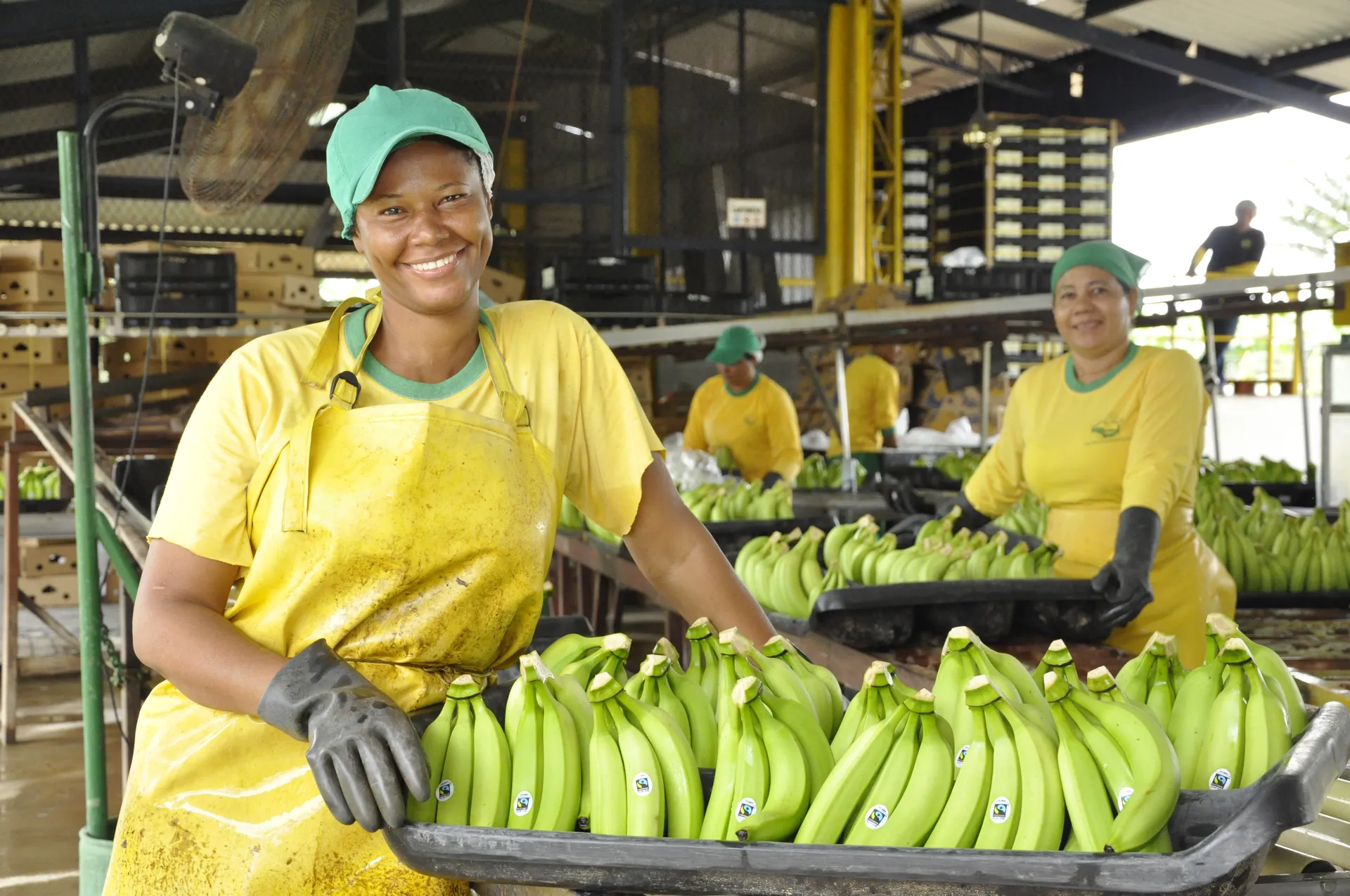 Centro-de-destrezas-banano-y-platano