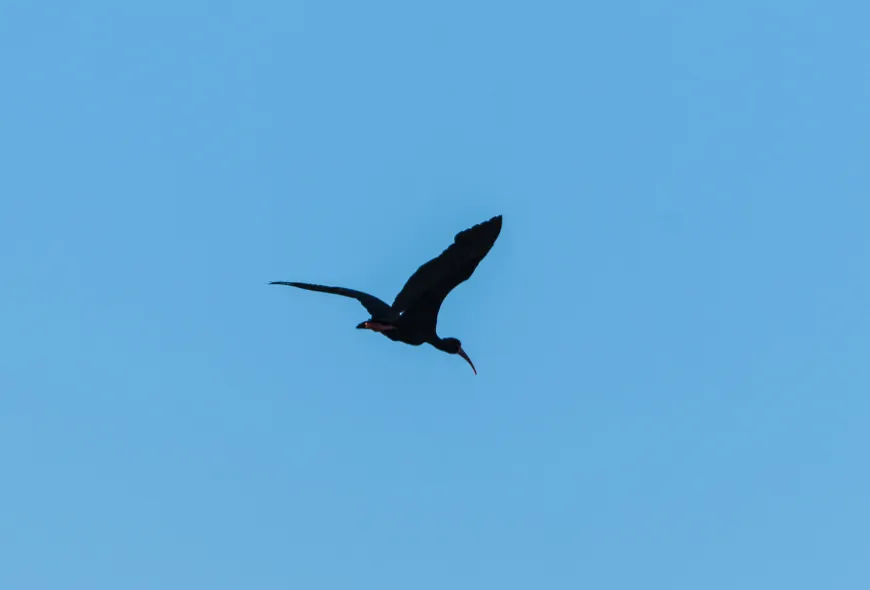 Ibis negras portada