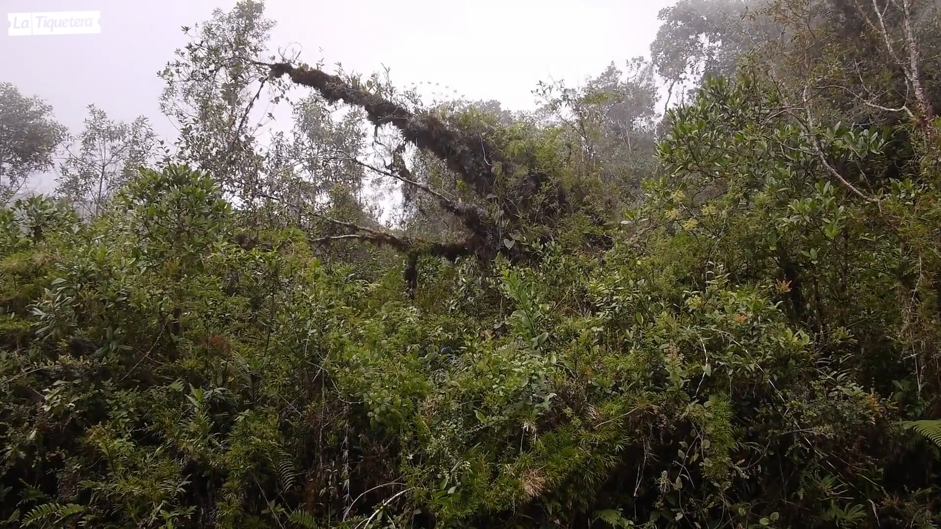 Bosque espeso