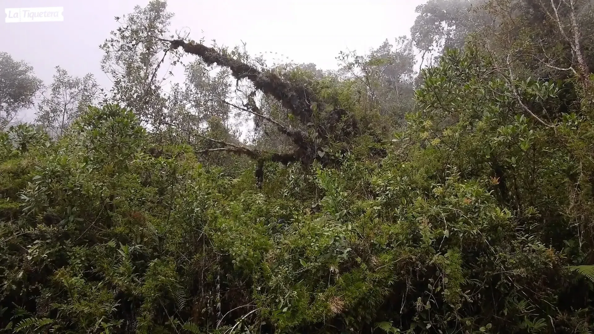 Bosque espeso
