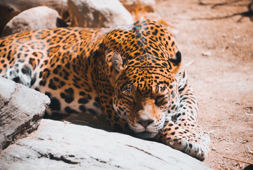 Salvar una especie, escuchar a tu jaguar