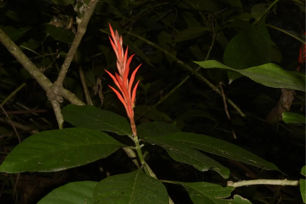 nueva-planta-cerro-tusa