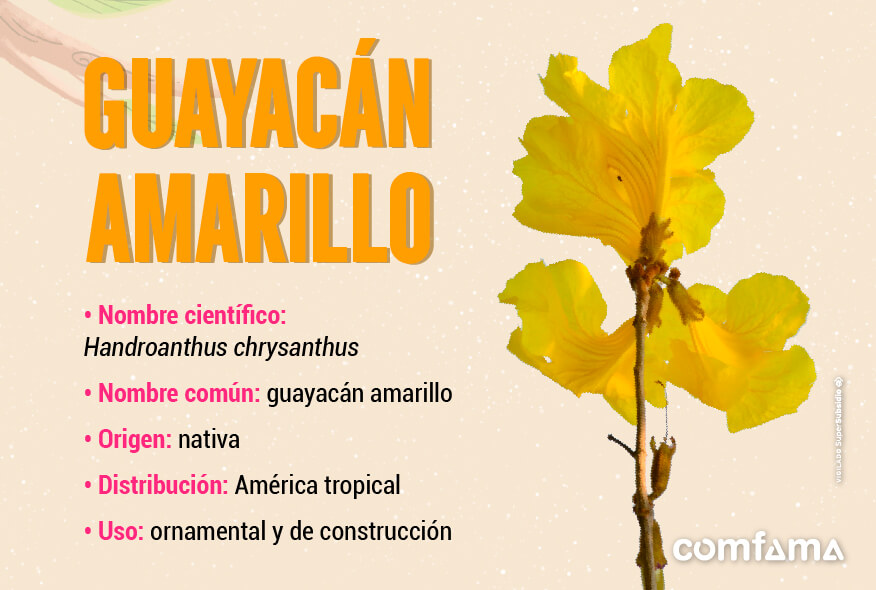 Guayacán amarillo